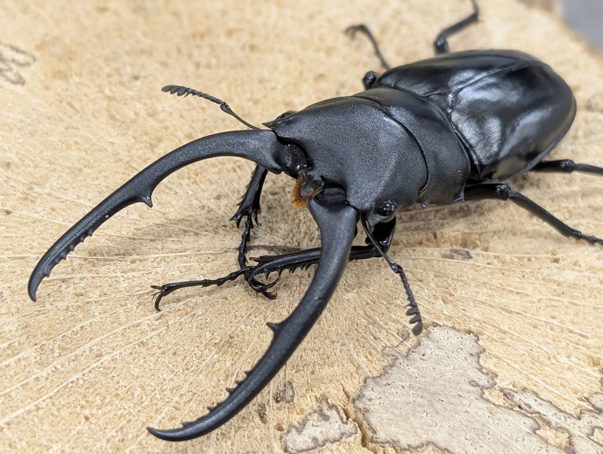 D.N.A高知店_昆虫アカウント tweet media