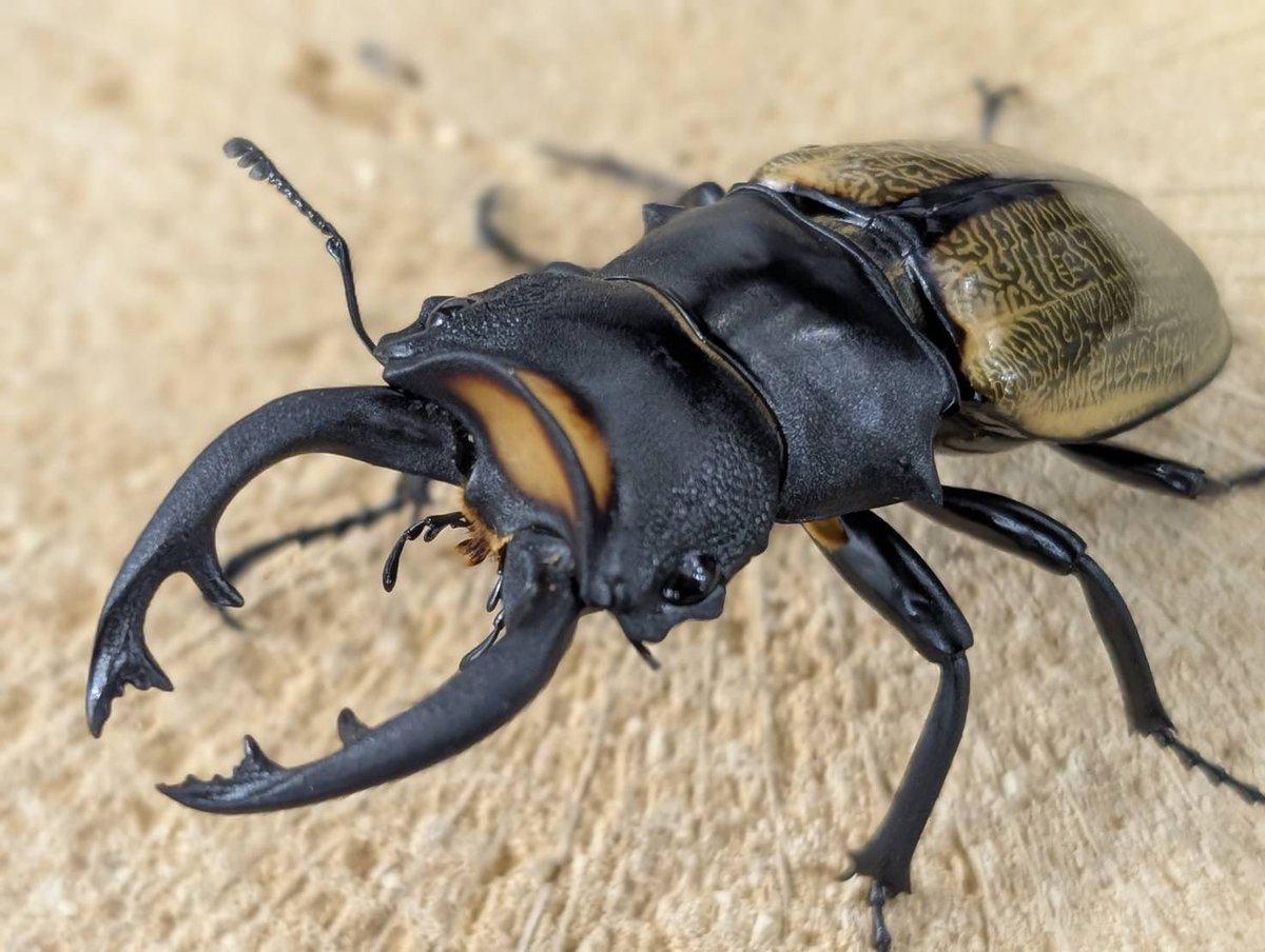 D.N.A高知店_昆虫アカウント tweet media