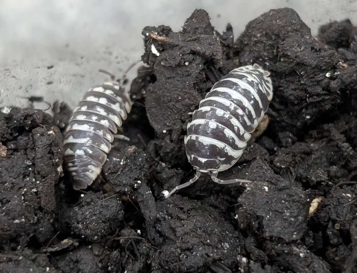 D.N.A高知店_昆虫アカウント tweet media