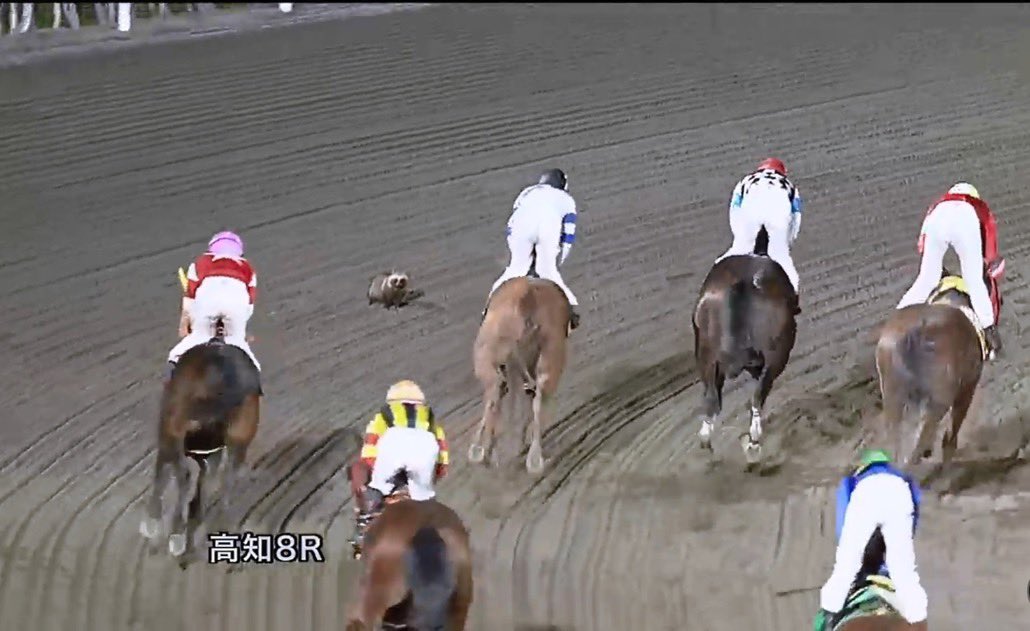 tanatana5252's tweet photo. 競馬場に自分で乱入しといて
「なんでこんなところに馬が！？」
って顔してるタヌキいつ見ても好き https://t.co/2R1JImYW9F