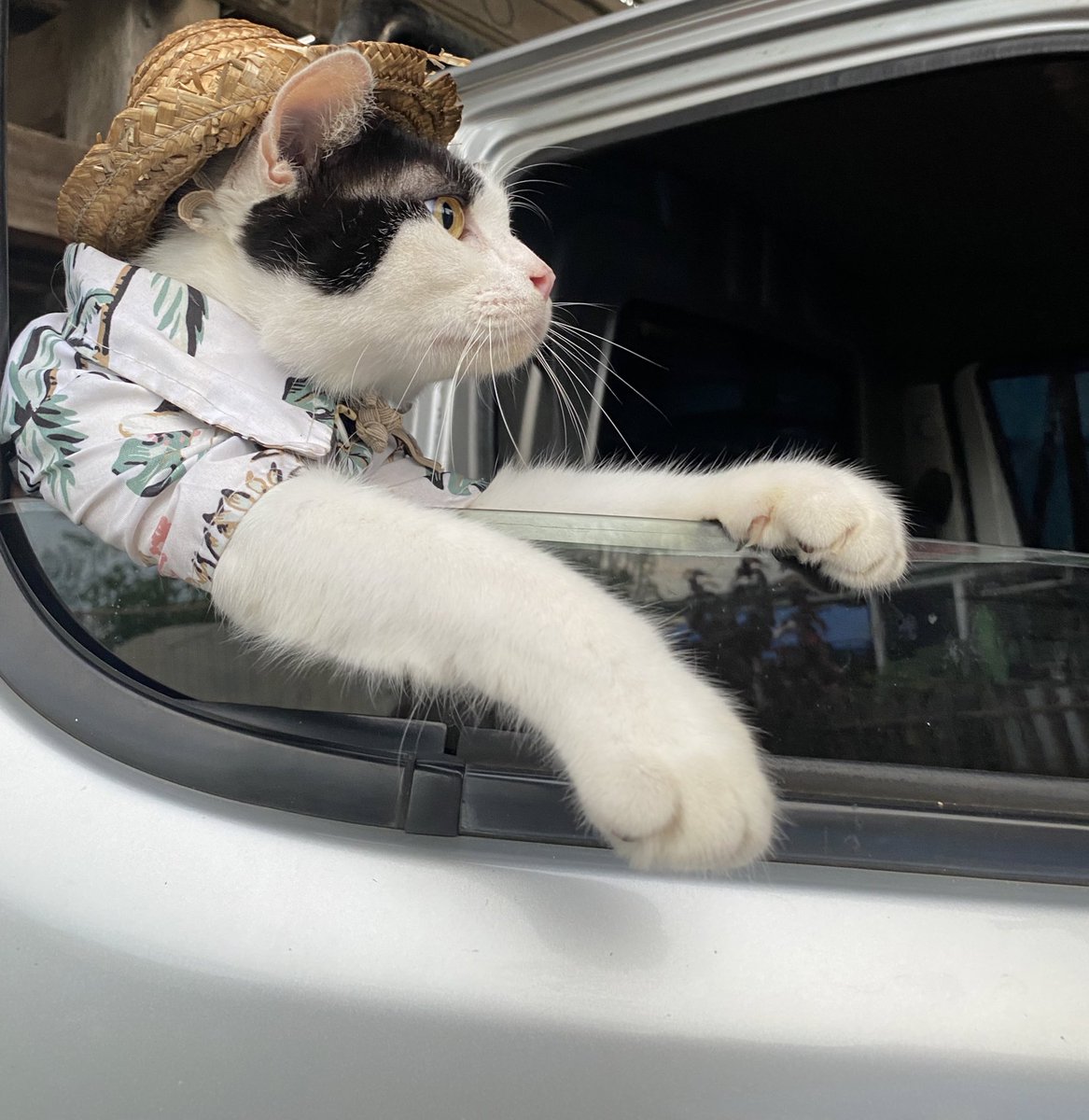 𝙋𝙤𝙣𝙞 😾 tweet media