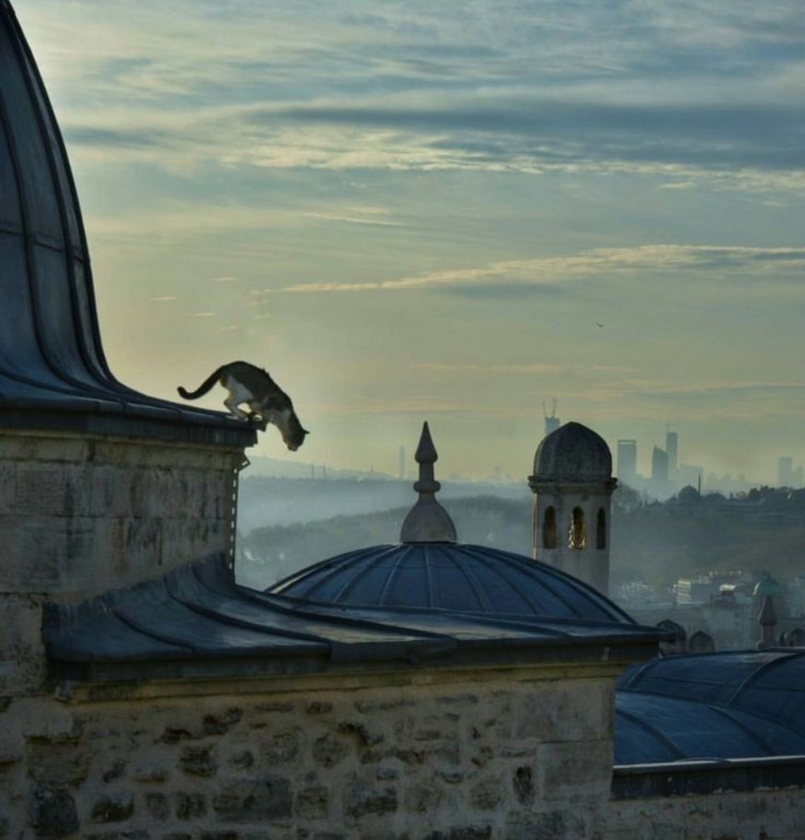 Digital Mafioso tweet media