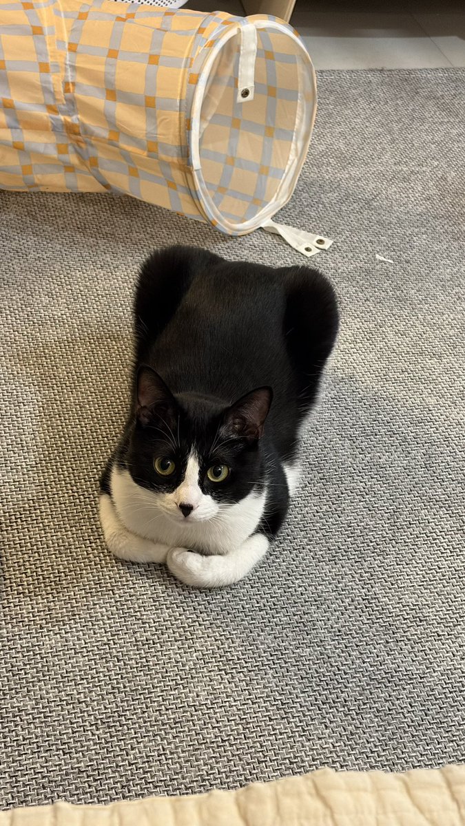 봉구네 김밥이 tweet media