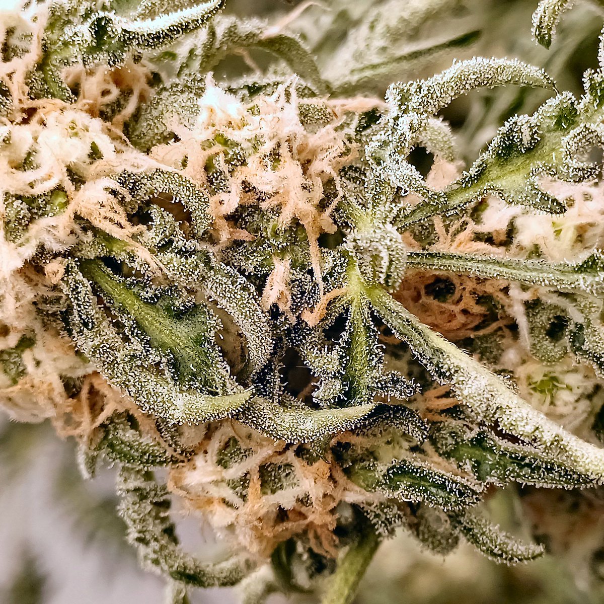 Oʀᴀᴄʟᴇ Sᴇᴇᴅs Oғɪᴄɪᴀʟ® 🇪🇸 tweet media