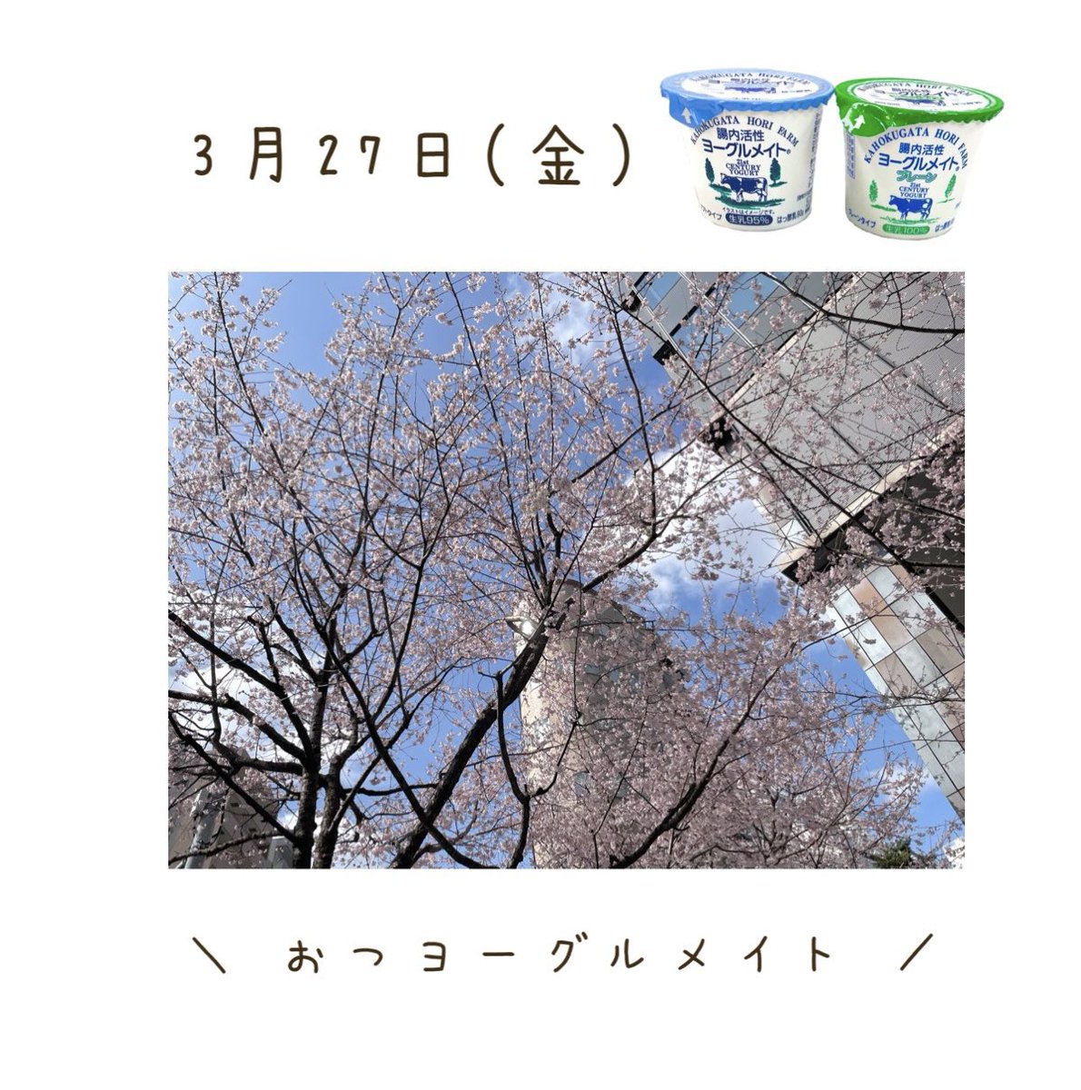 ㈱ニューミクロス 公式【腸内活性ヨーグルメイト】 tweet media