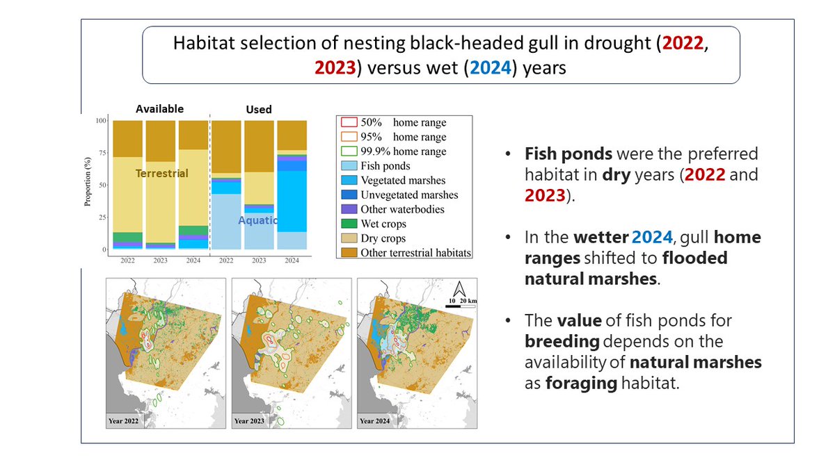 drAndyGreen's tweet photo. Our new paper showing drought years reduce the value of permanent fish ponds for breeding black-headed #gulls because they feed in #Doñana marshes that dry out @ebdonana @LAST_EBD @DONANA_SEO @MedWetOrg @BritishEcolSoc @JAppliedEcology @MMU_CEB 
https://t.co/g9zenkomZB https://t.co/oenJBYjLhc