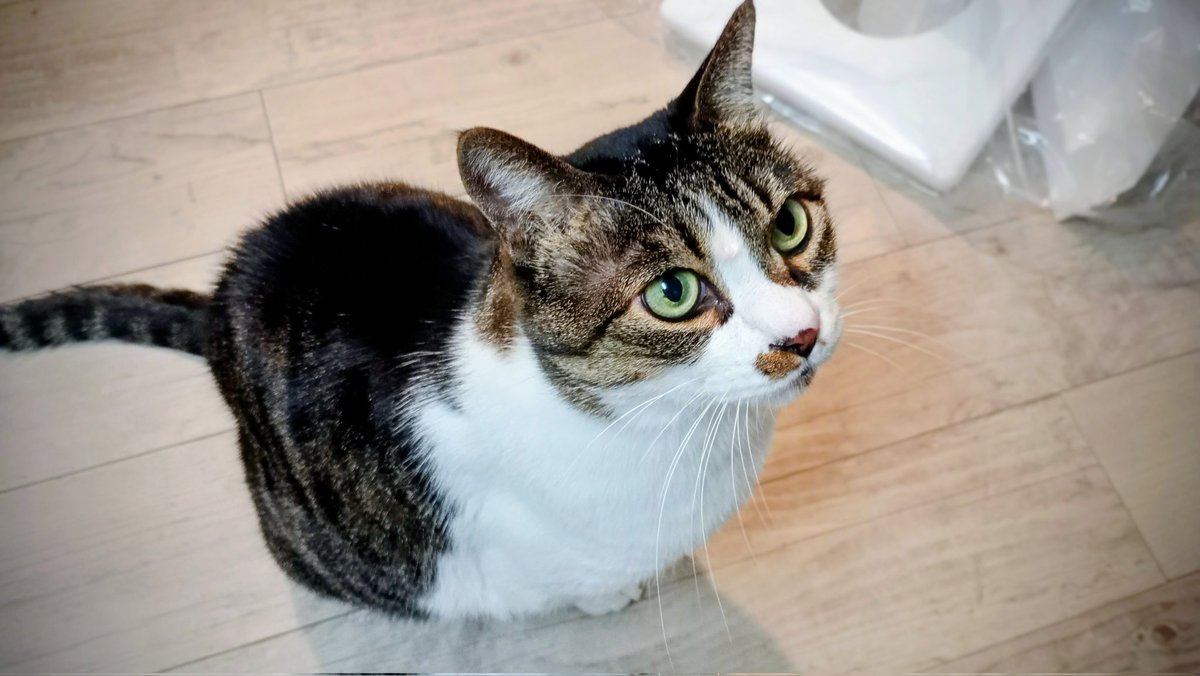 めーmg tweet media