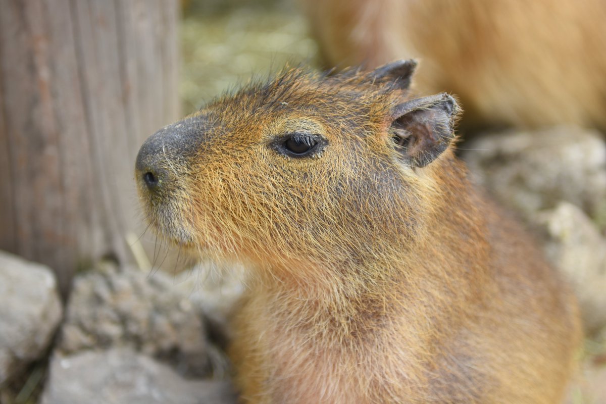 八重樫です。(カピバラ大好き) tweet media