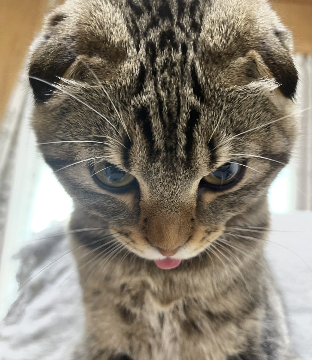 猫部長 tweet media