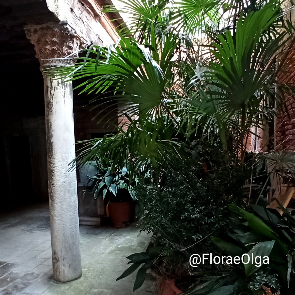 FloraeOlga's tweet image. Piccoli Eden con i tratti della trascorsa e raffinata bellezza della città, anche nei luoghi più appartati. Il desiderio e la necessità della buona architettura di cui mente e corpo  percepiscono i benefici istintivamente, senza accorgersene
#Venezia, un po' ovunque