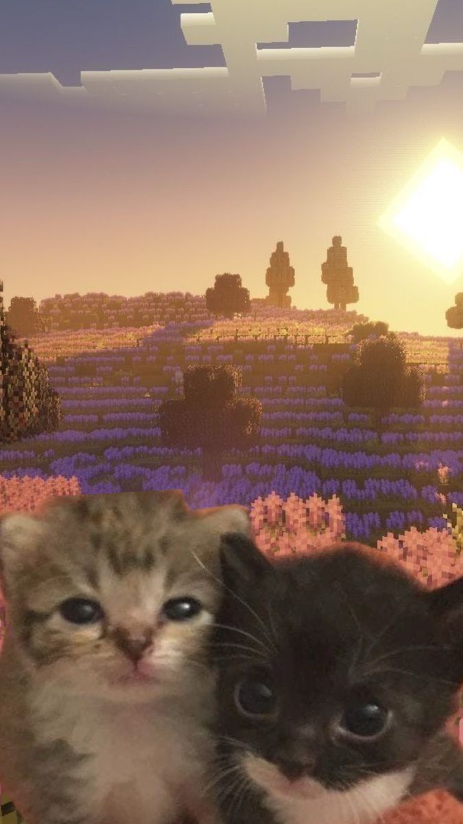 интерактивчик: вы, как мои сохранённые песни

для записи дропаем тэг #ENHYPEN_IS_7