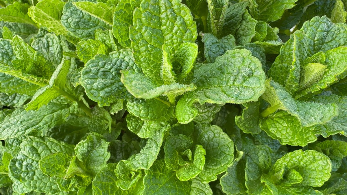 ほげろん@土管屋 tweet media