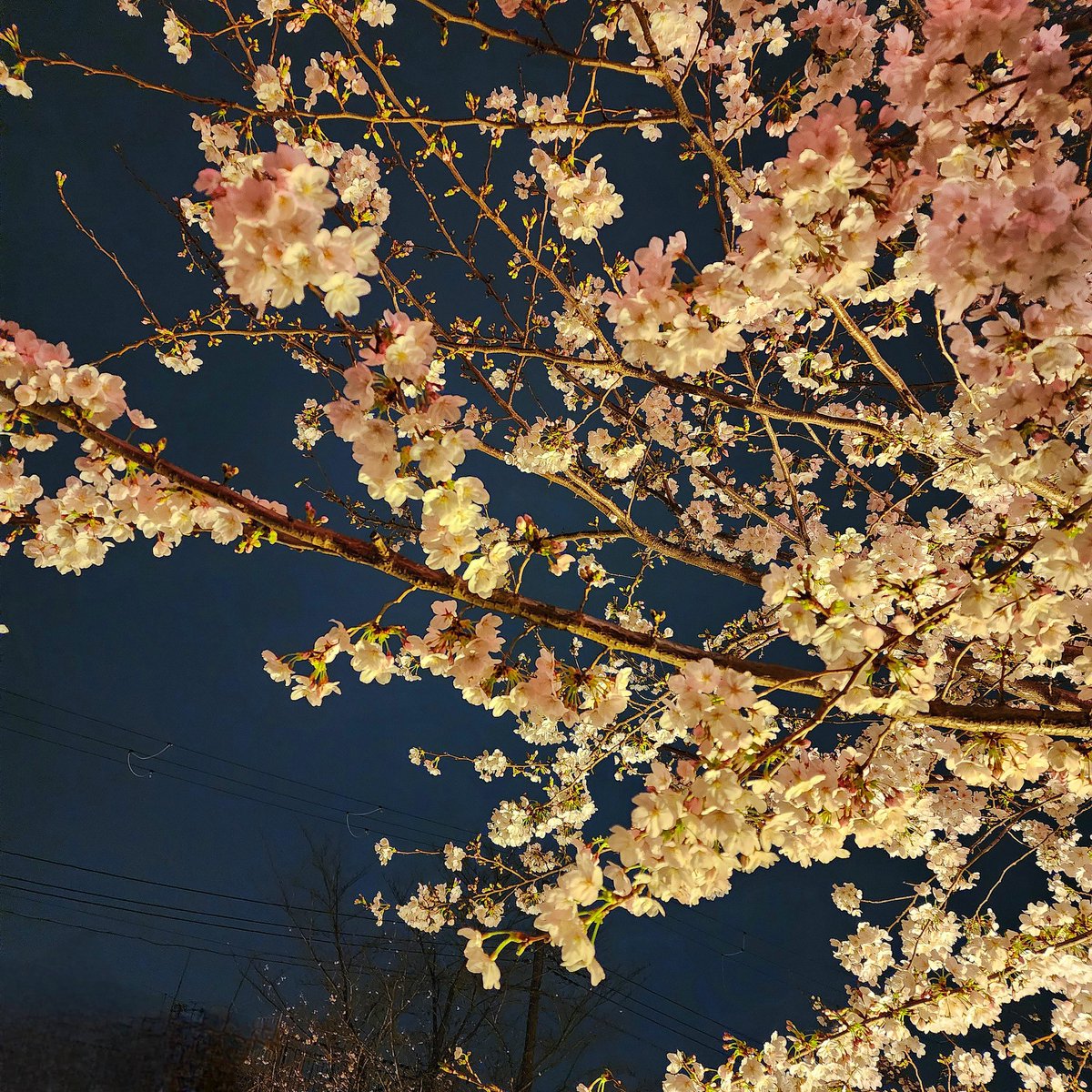 ハルニエ カツラ tweet media