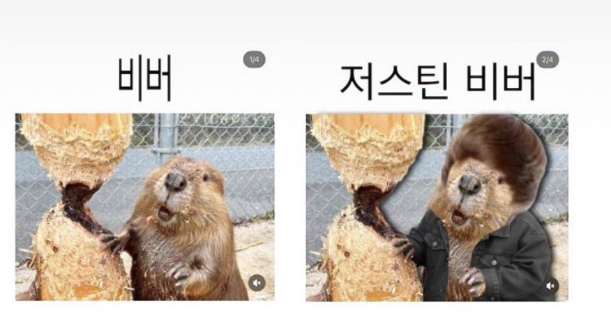 анич tweet media