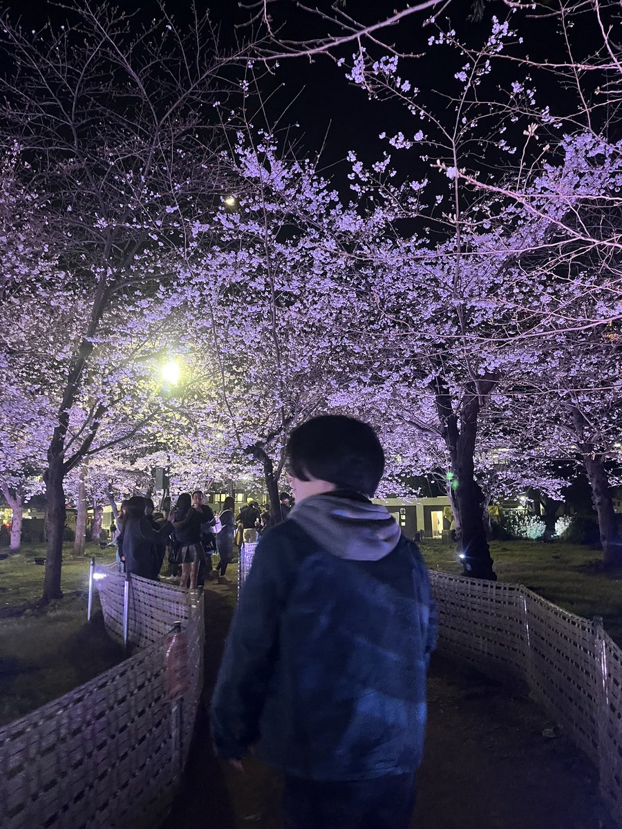 semi0_q's tweet photo. 桜"1回目" https://t.co/UbQUY32Ona