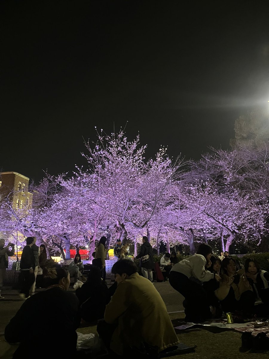 semi0_q's tweet photo. 桜"1回目" https://t.co/UbQUY32Ona
