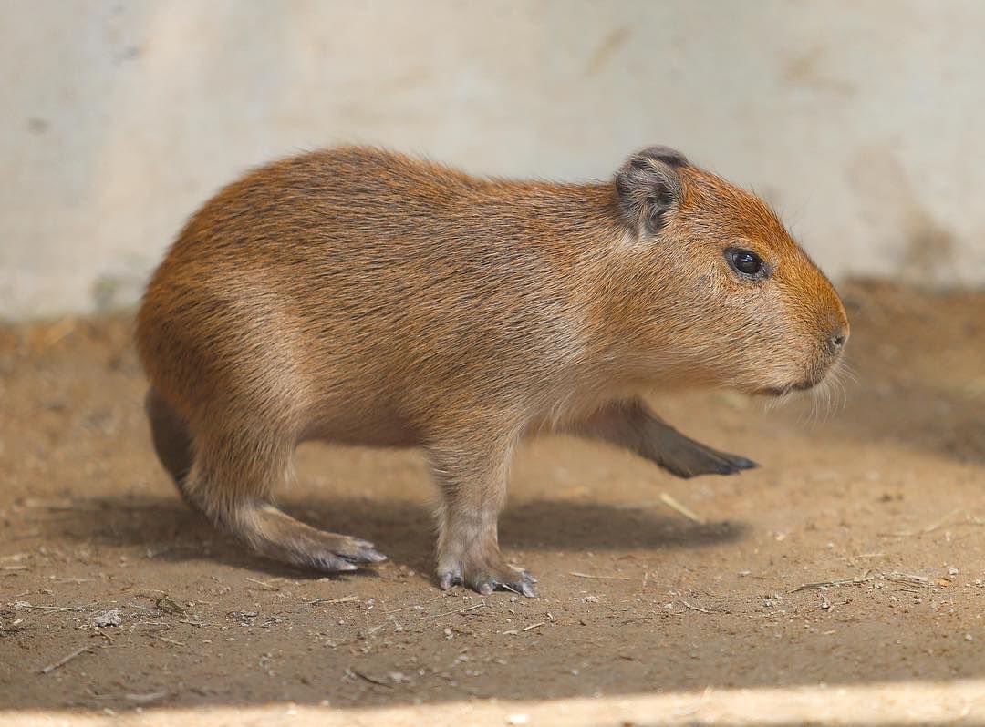 おはよう。今日も一日、トコトコ頑張ろ🐾💨🌱