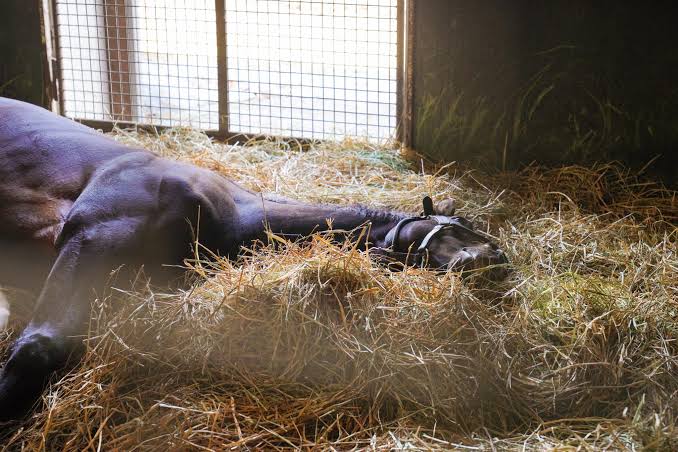 Satono Diamond 🇦🇷 tweet media