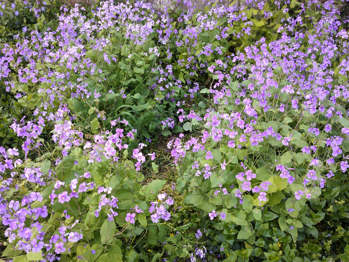 火山一样不计后果的 tweet media