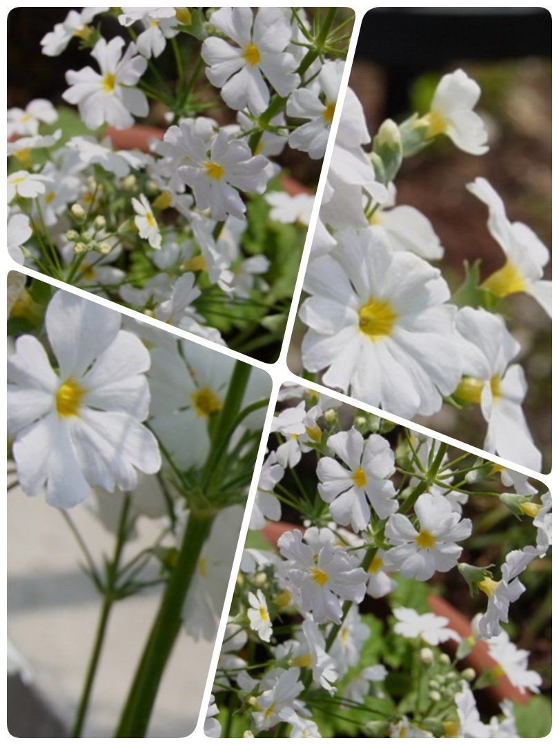 歩美🐈⬛🐾 tweet media