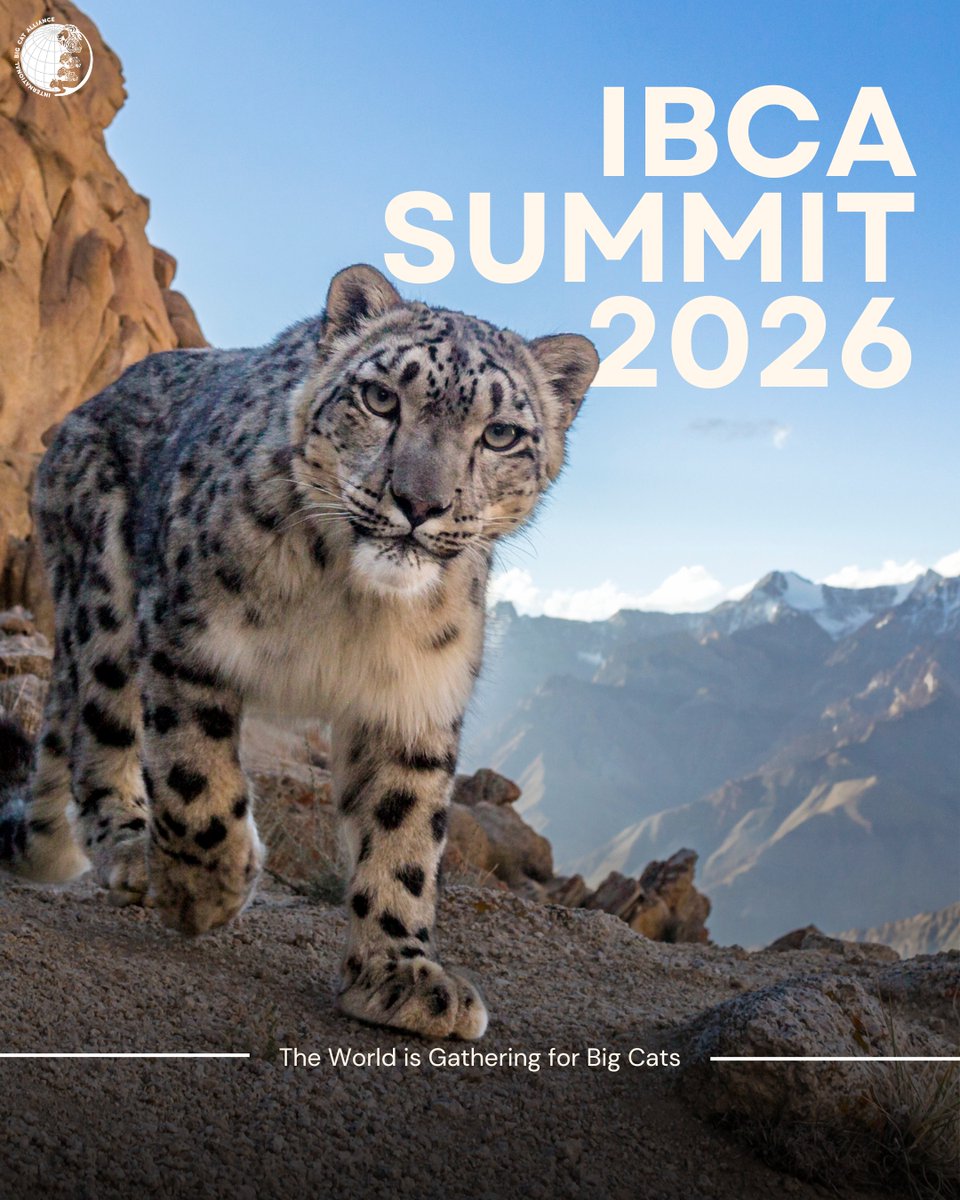 International Big Cat Alliance (IBCA) tweet media