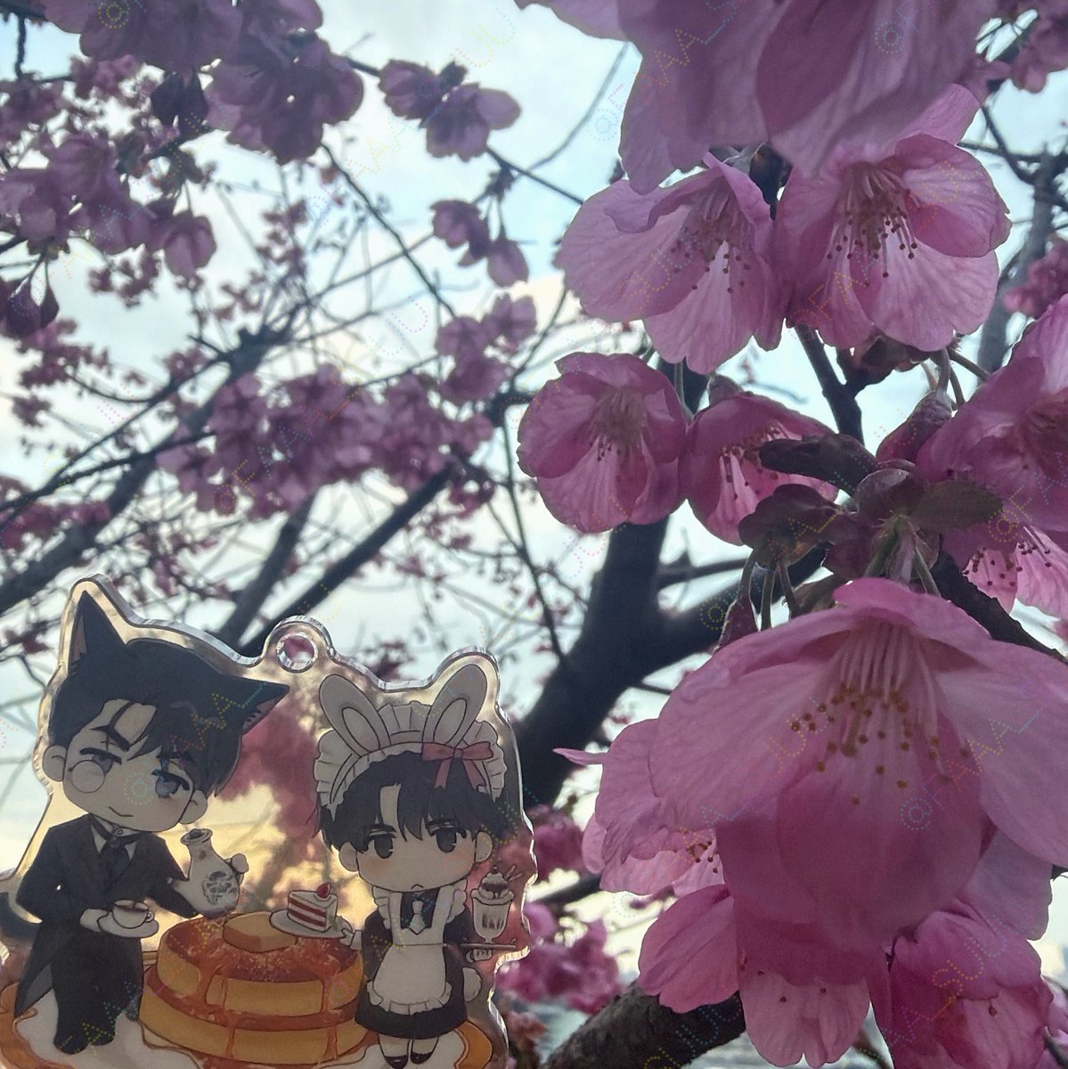 ファス（fas） tweet media