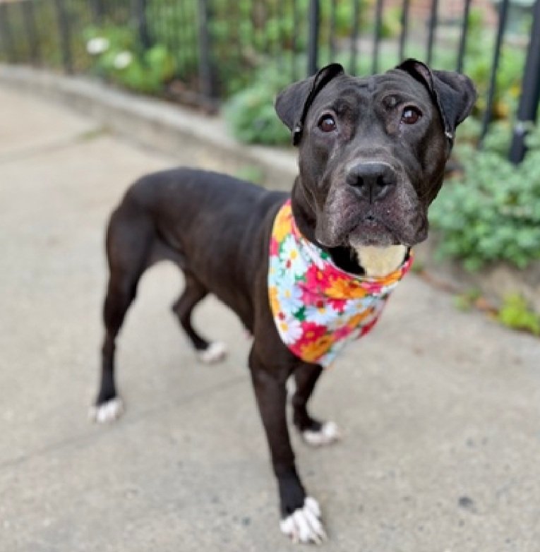 MorgFairsdogs's tweet image. Moochie 238640
Relisted TBK 3/28
#NYCACC #RescueOnly 
She is a cute 5 yr old
Lived with cat in foster
Does have resource guarding issues 
Super snuggler
Easily excited
Help save Moochie!
nycacc.app/browse/238640
#Pledge4Rescue #foster #adopt