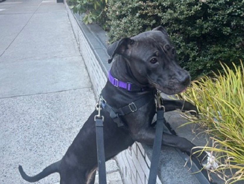 MorgFairsdogs's tweet image. Moochie 238640
Relisted TBK 3/28
#NYCACC #RescueOnly 
She is a cute 5 yr old
Lived with cat in foster
Does have resource guarding issues 
Super snuggler
Easily excited
Help save Moochie!
nycacc.app/browse/238640
#Pledge4Rescue #foster #adopt