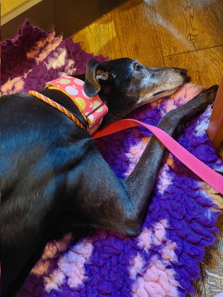 Milli Moo & Mister Tom 🌈 tweet media