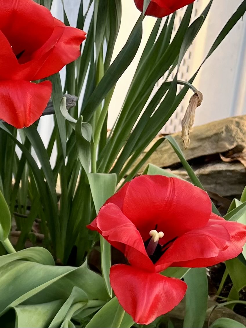 Stella Parton tweet media