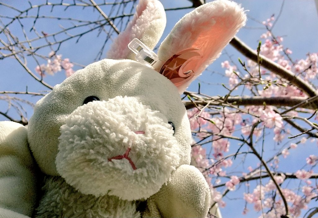 #桜の日 🌸
#超かぐや姫
かぐや🌙とやっちょ⛩️とじょしゅあくん🐰