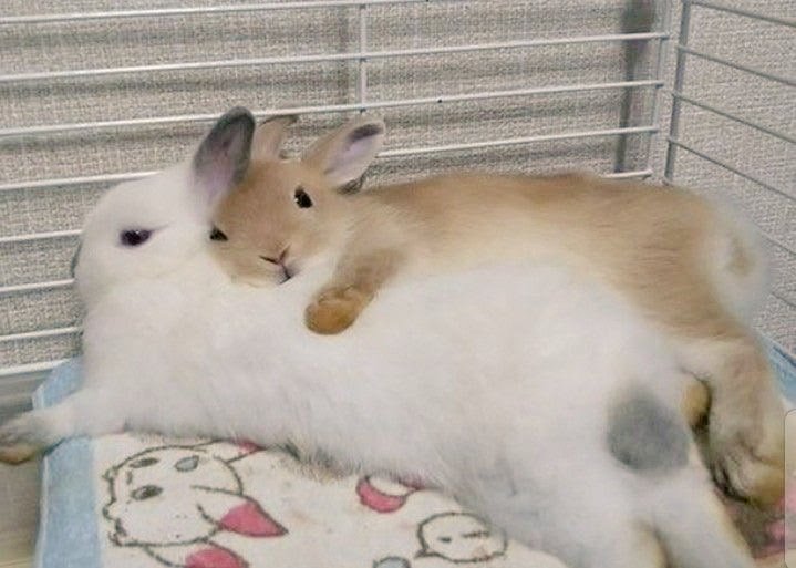 thepopularanimals tweet media