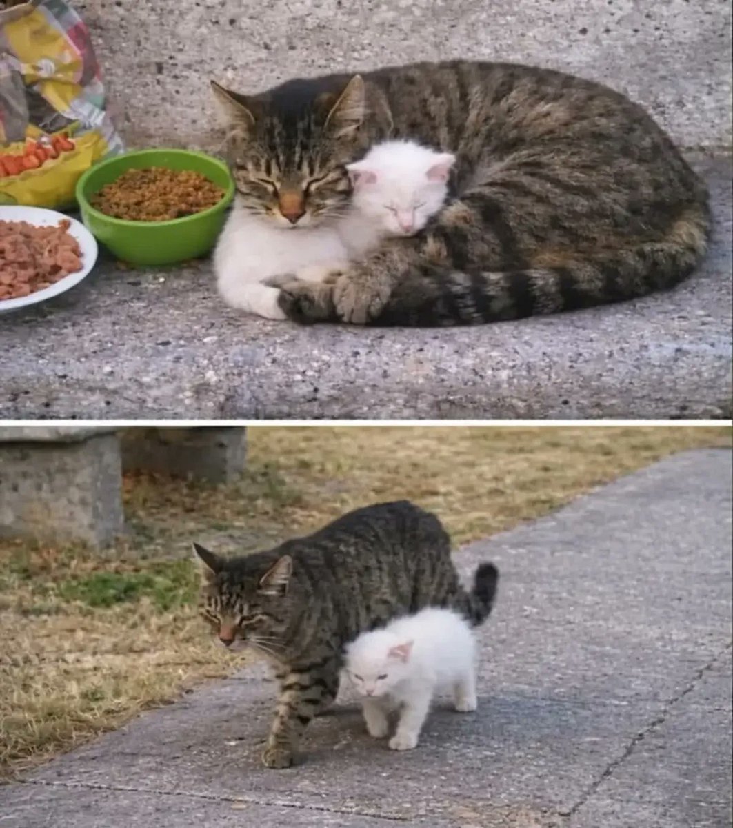 smol silly cat tweet media