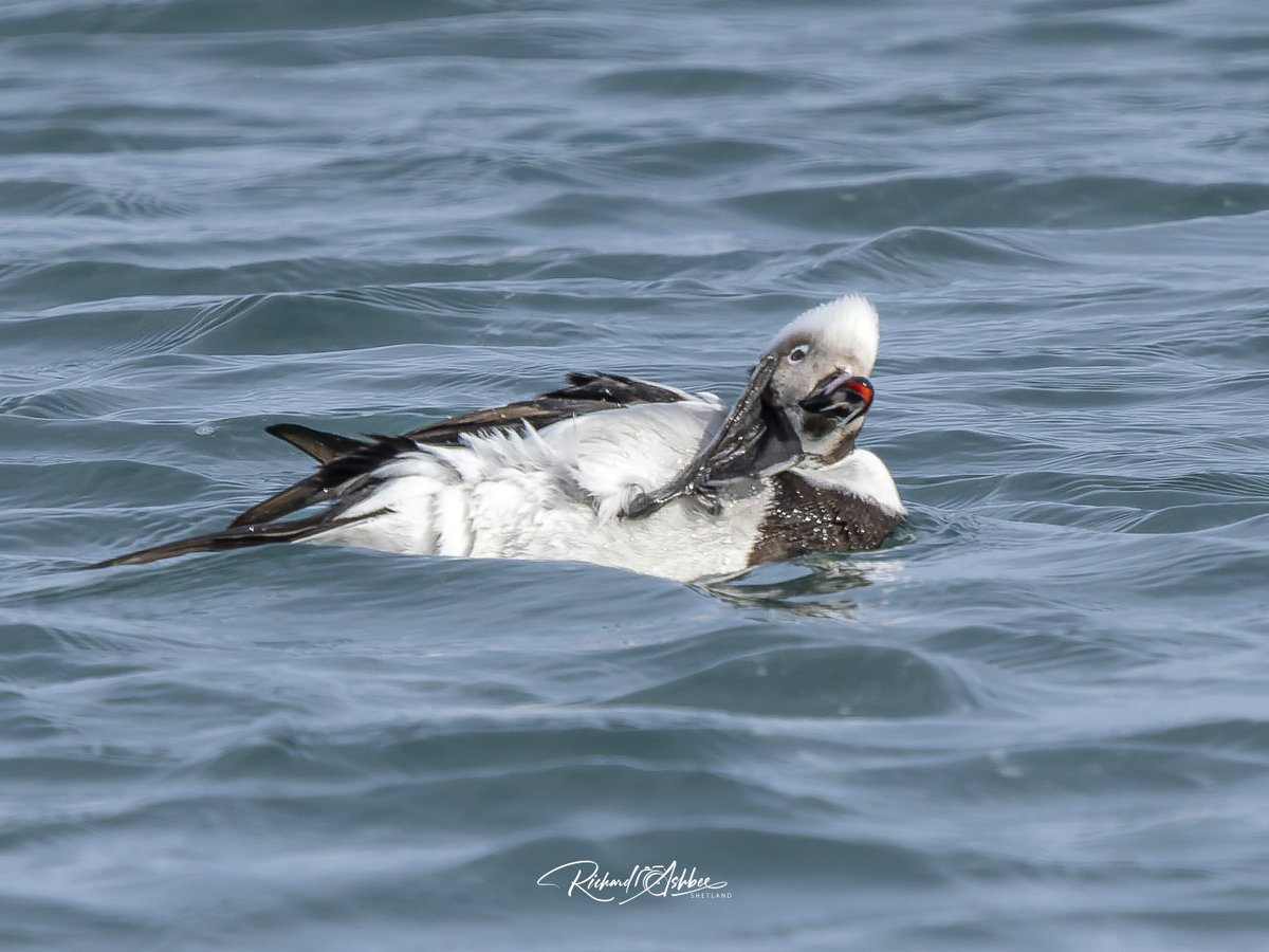 ashbee_richard's tweet photo. Long Tailed Ducks - Shetland.
#shetland, #shetlandbirds, #ukbirdwatching, #ukbirders, #shetlandwildlife https://t.co/yPxJiOslRk