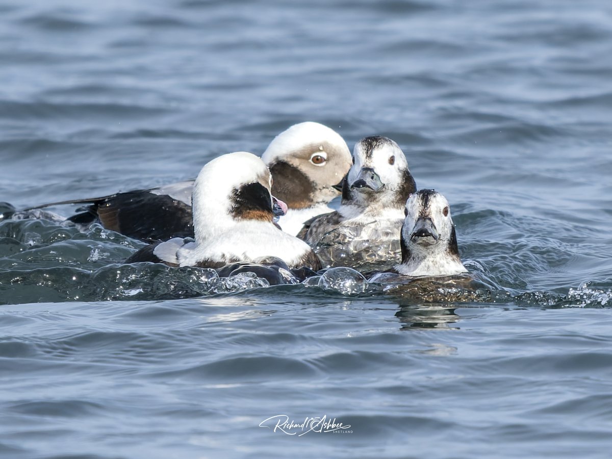 ashbee_richard's tweet photo. Long Tailed Ducks - Shetland.
#shetland, #shetlandbirds, #ukbirdwatching, #ukbirders, #shetlandwildlife https://t.co/yPxJiOslRk