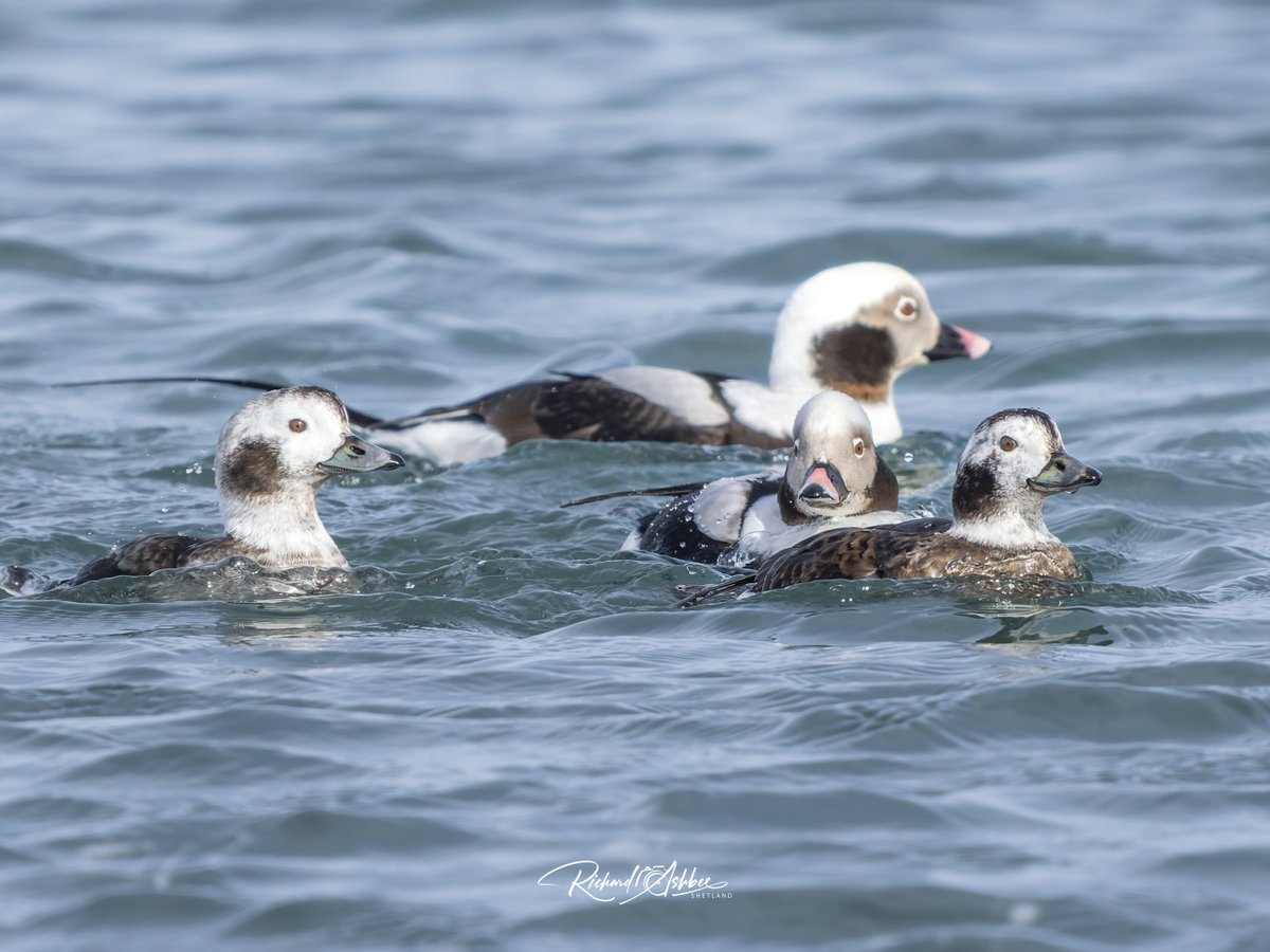 ashbee_richard's tweet photo. Long Tailed Ducks - Shetland.
#shetland, #shetlandbirds, #ukbirdwatching, #ukbirders, #shetlandwildlife https://t.co/yPxJiOslRk
