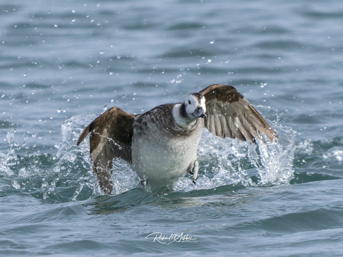 ashbee_richard's tweet photo. Long Tailed Ducks - Shetland.
#shetland, #shetlandbirds, #ukbirdwatching, #ukbirders, #shetlandwildlife https://t.co/yPxJiOslRk