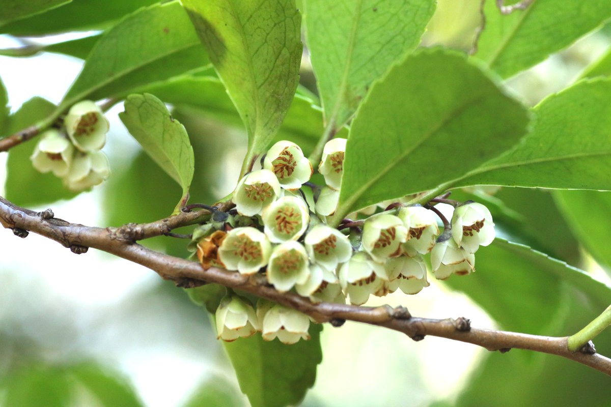 岳(だけぶき)蕗 tweet media