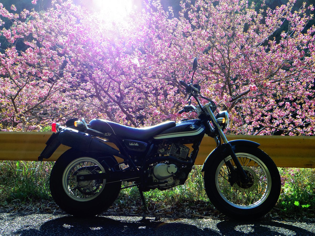 #ひつじ# tweet media