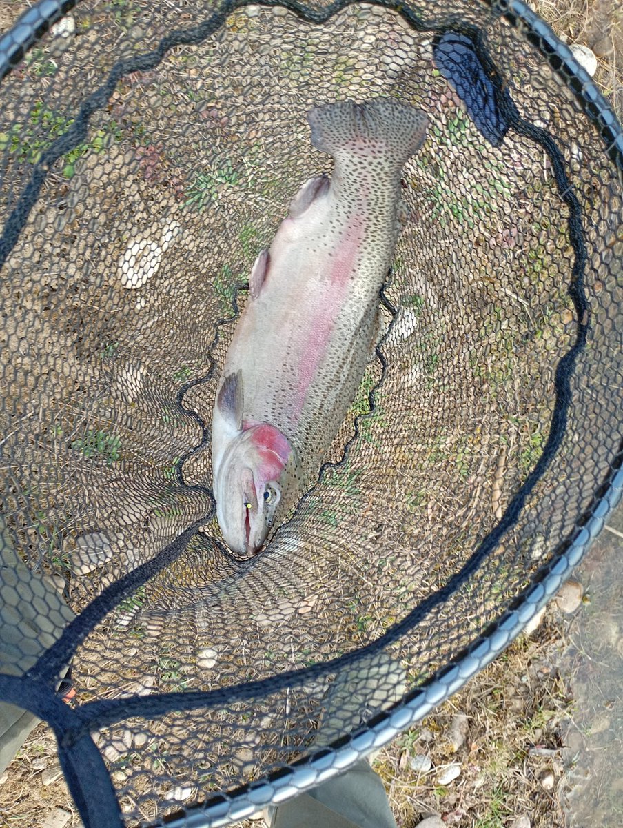 martijnkb's tweet photo. @FliesBySpencer #fishpicfriday https://t.co/8OgsoKmf3T