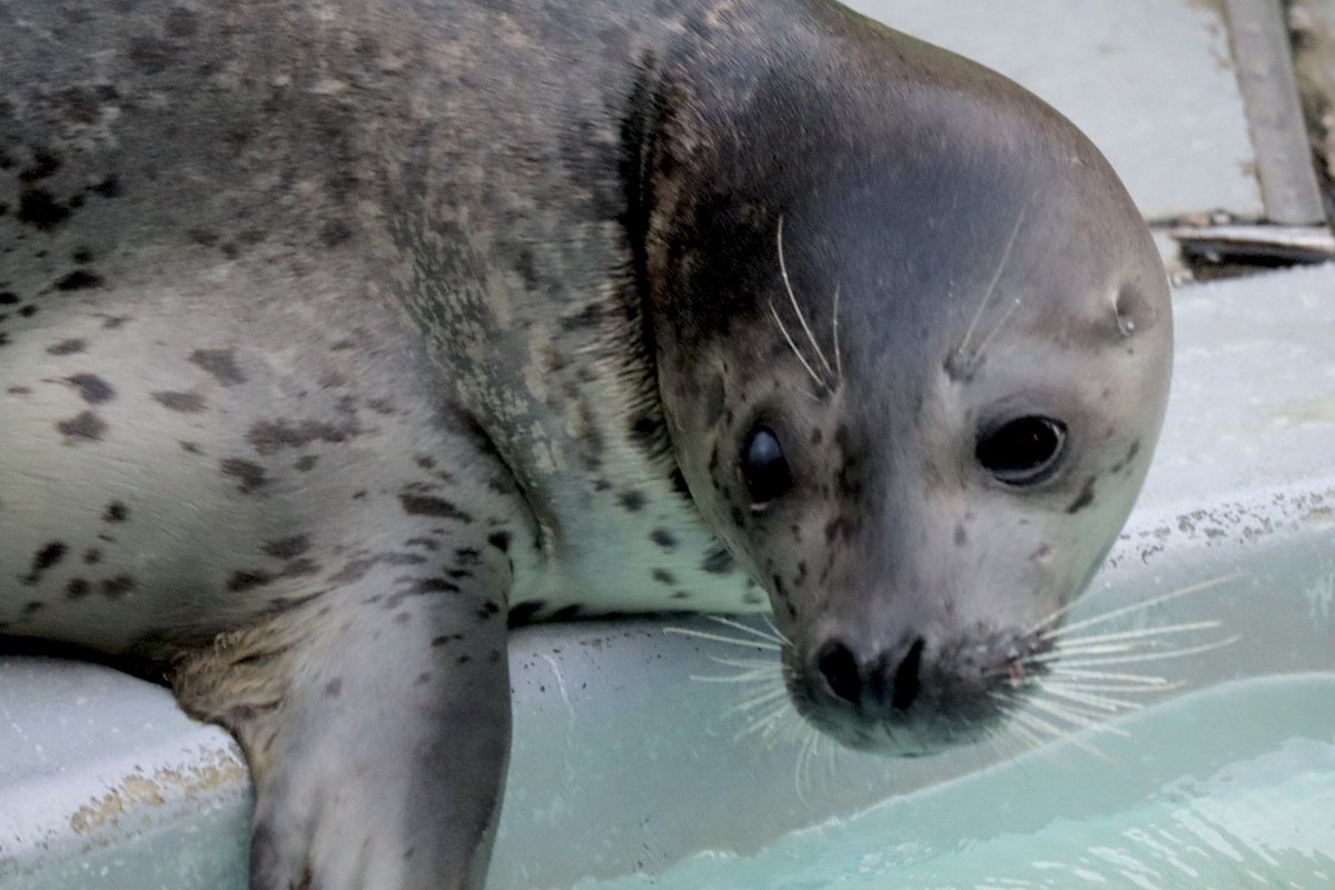 れいれい tweet media