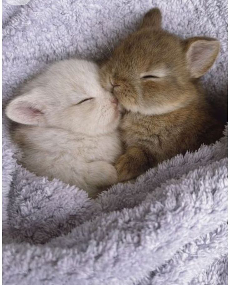 thepopularanimals tweet media