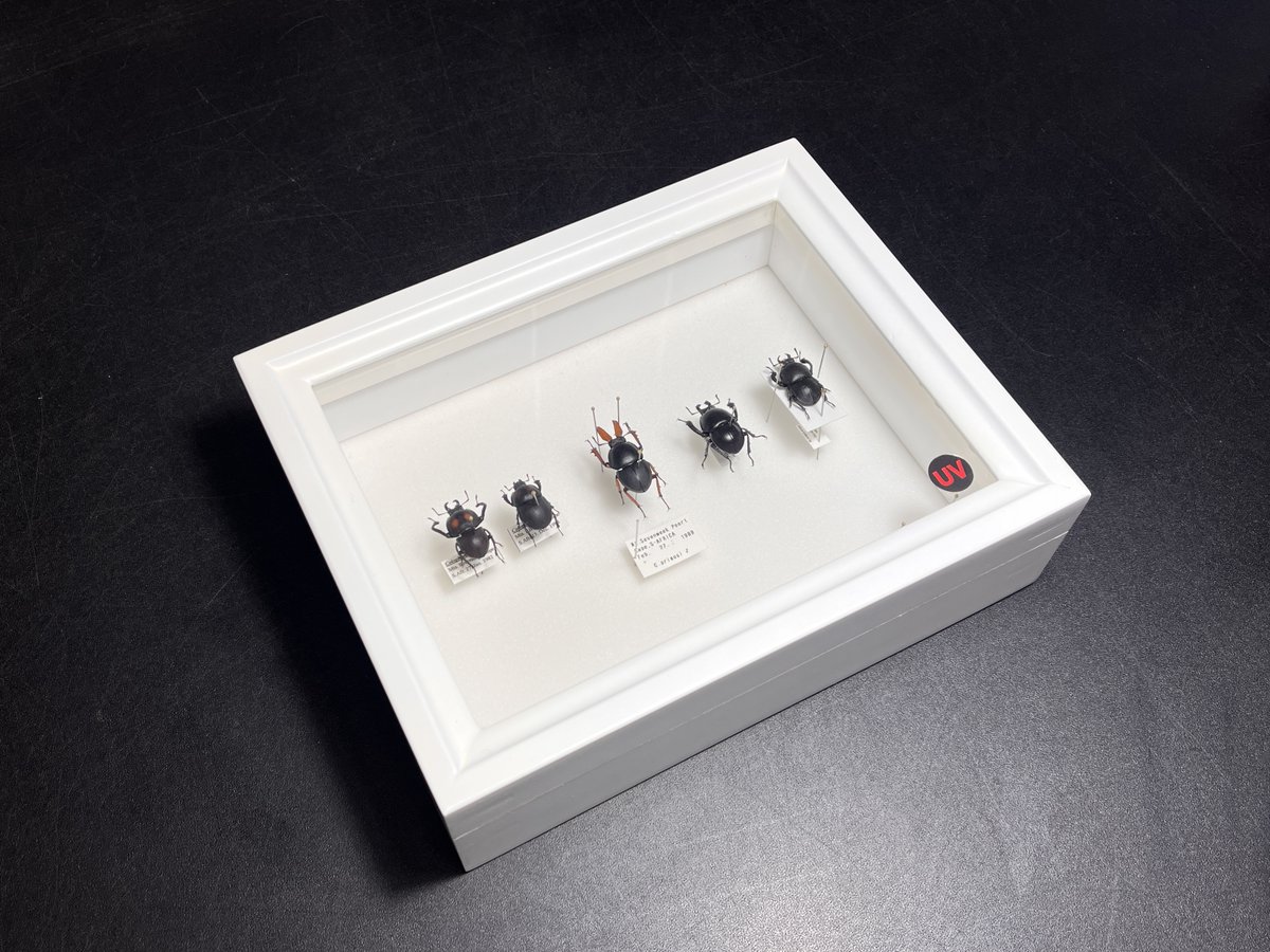 わたくわ tweet media