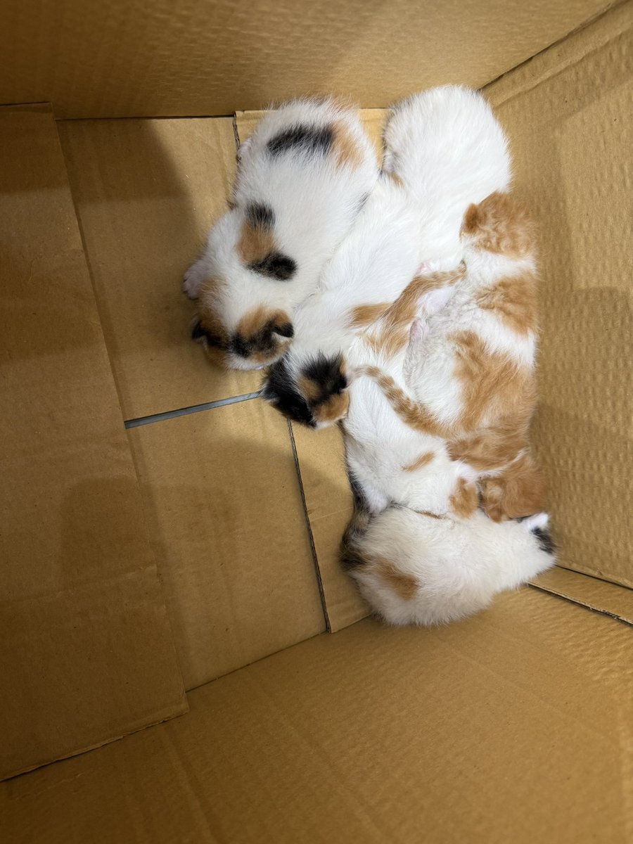 sokak hayvanlarına destek tweet media