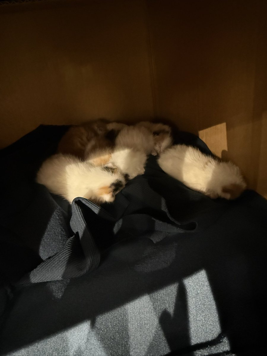 sokak hayvanlarına destek tweet media