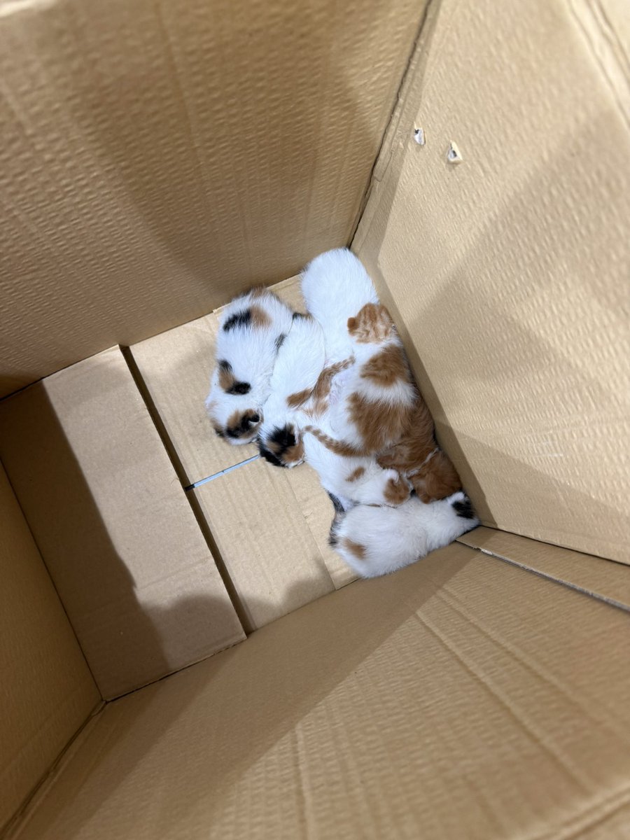 sokak hayvanlarına destek tweet media