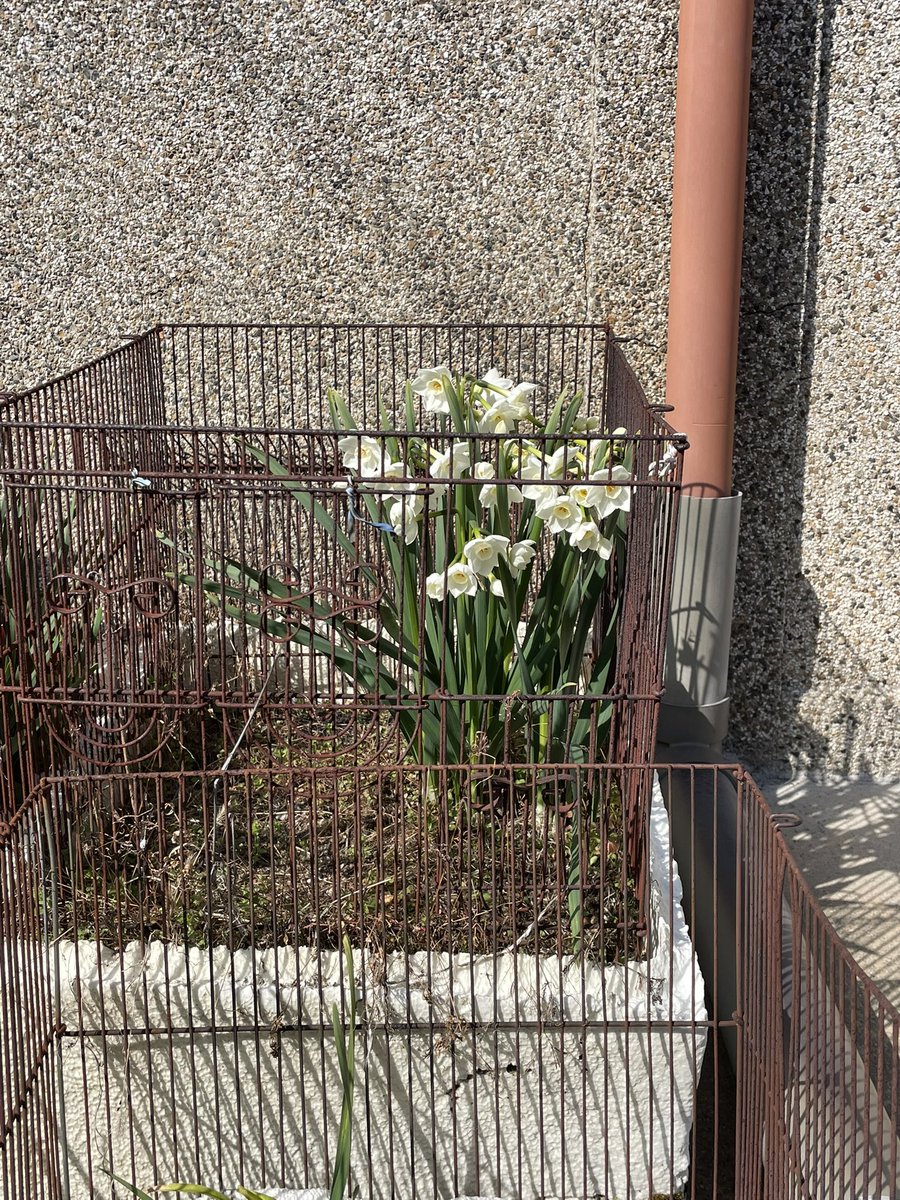 ๐บ๐ถ๐ฌ๐ช๐ฏ๐ข ๊ง๊ง๐๐๐๐๐๐๐๐ ๐ tweet media