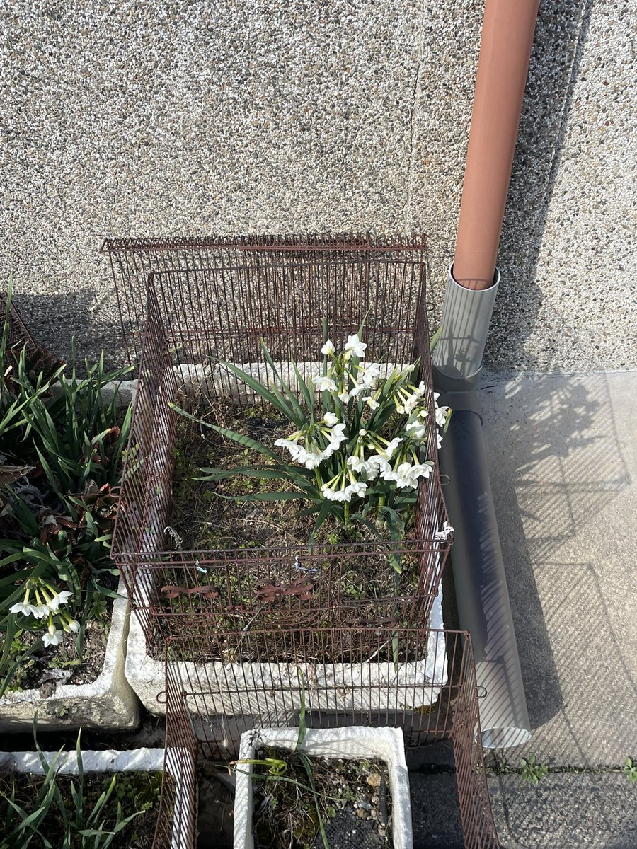 ๐บ๐ถ๐ฌ๐ช๐ฏ๐ข ๊ง๊ง๐๐๐๐๐๐๐๐ ๐ tweet media