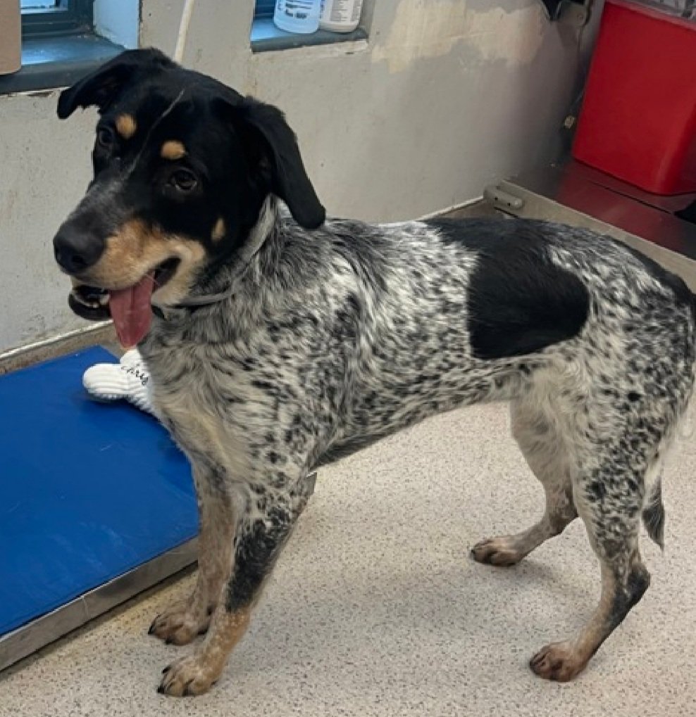 Morgan Fairchild's Dogs tweet media