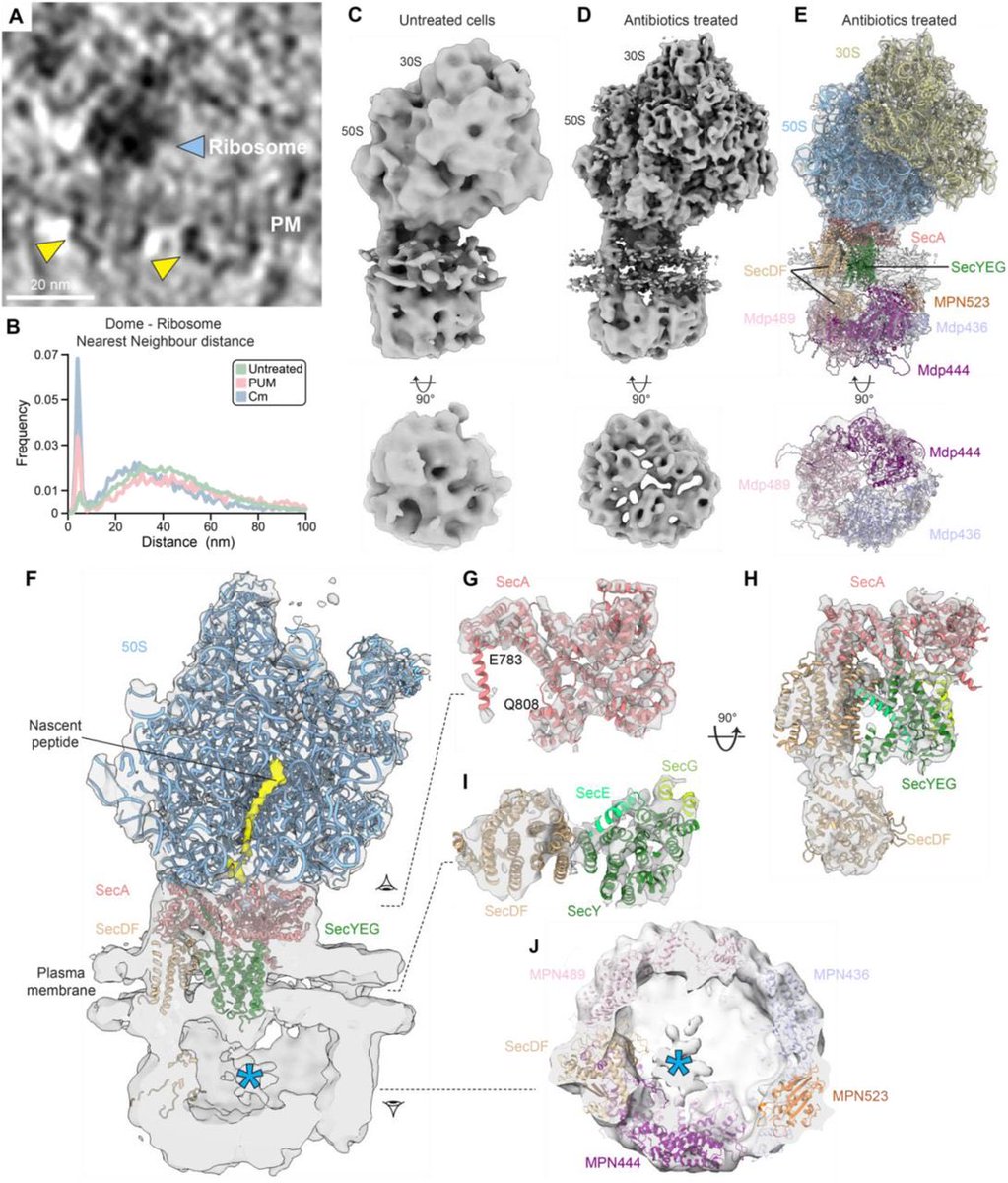 Sophien Kamoun tweet media